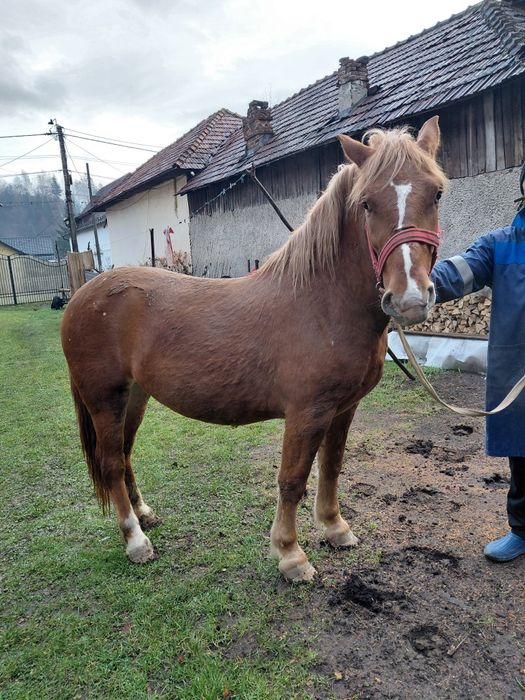 Vând iapă are 2 ani și 2 luni