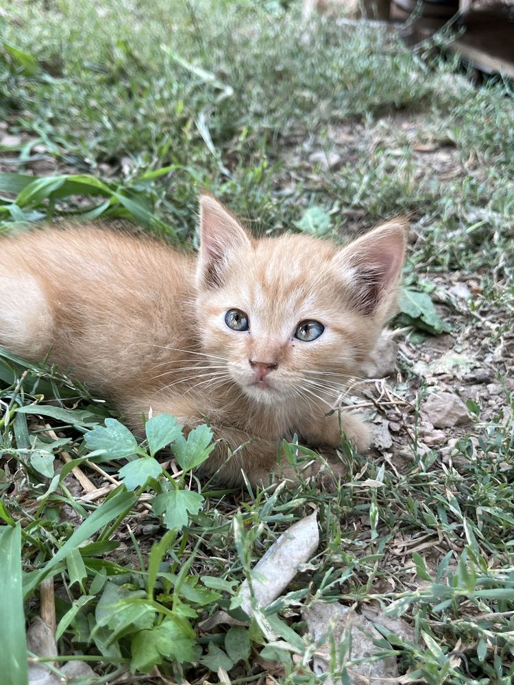 Котята, марғаулар
