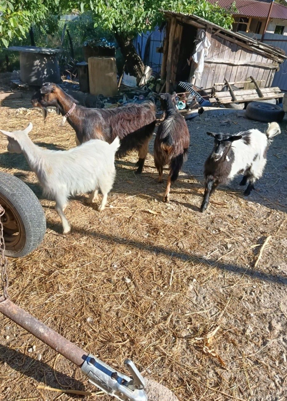 Capre și iezi de vânzare