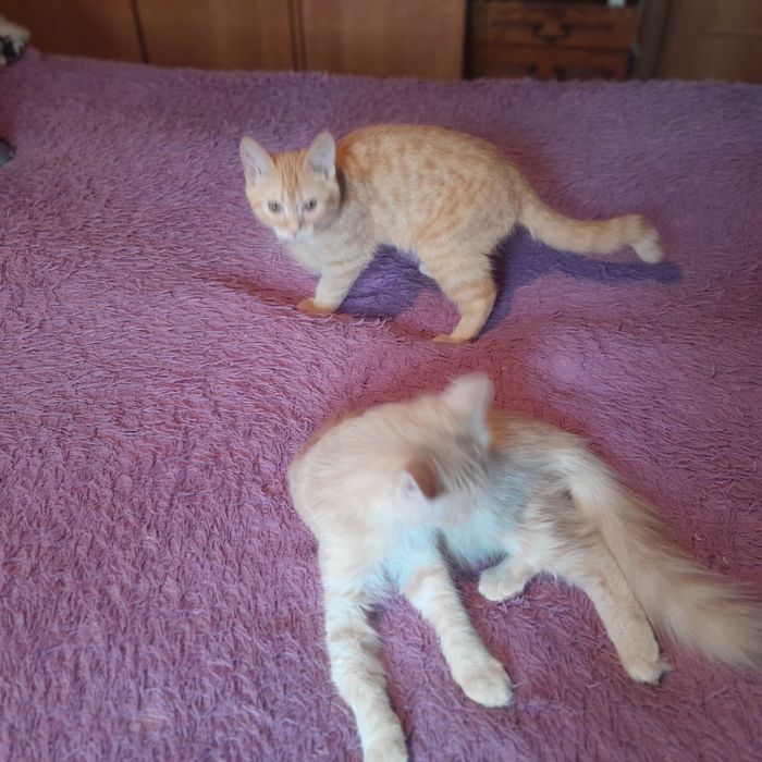 Отдам,мальчики,в лоток ходят, кушают все