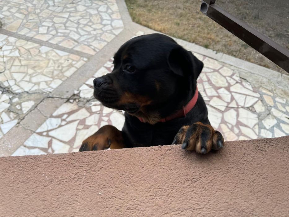 Donez cățea de rottweiler