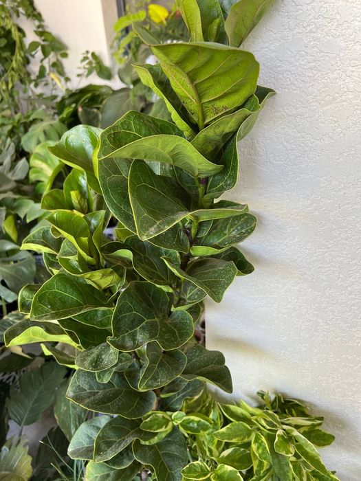 Офис тувак гуллар