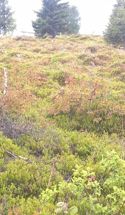 Vând teren ideal pentru cabană - Măguri-Răcătău (2000mp)