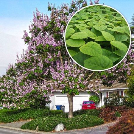Paulownia Tomentosa (Arborele Printesei)