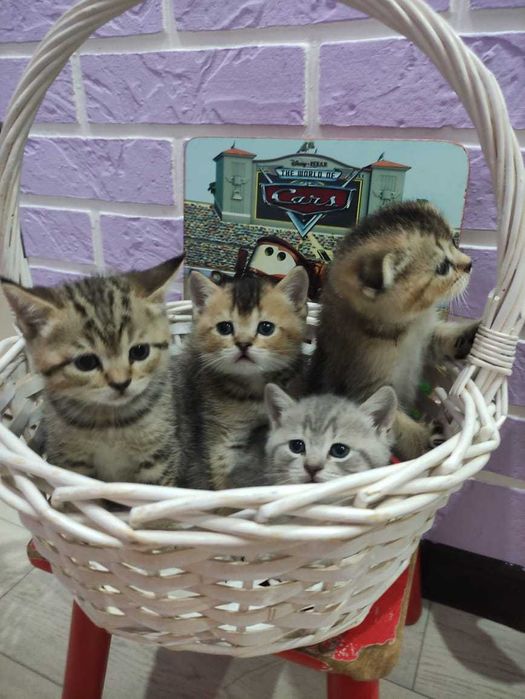 Шотландские котята скртиш-стайт