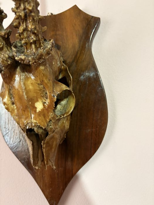 Trofeu de țap de munte  cu capul intreg