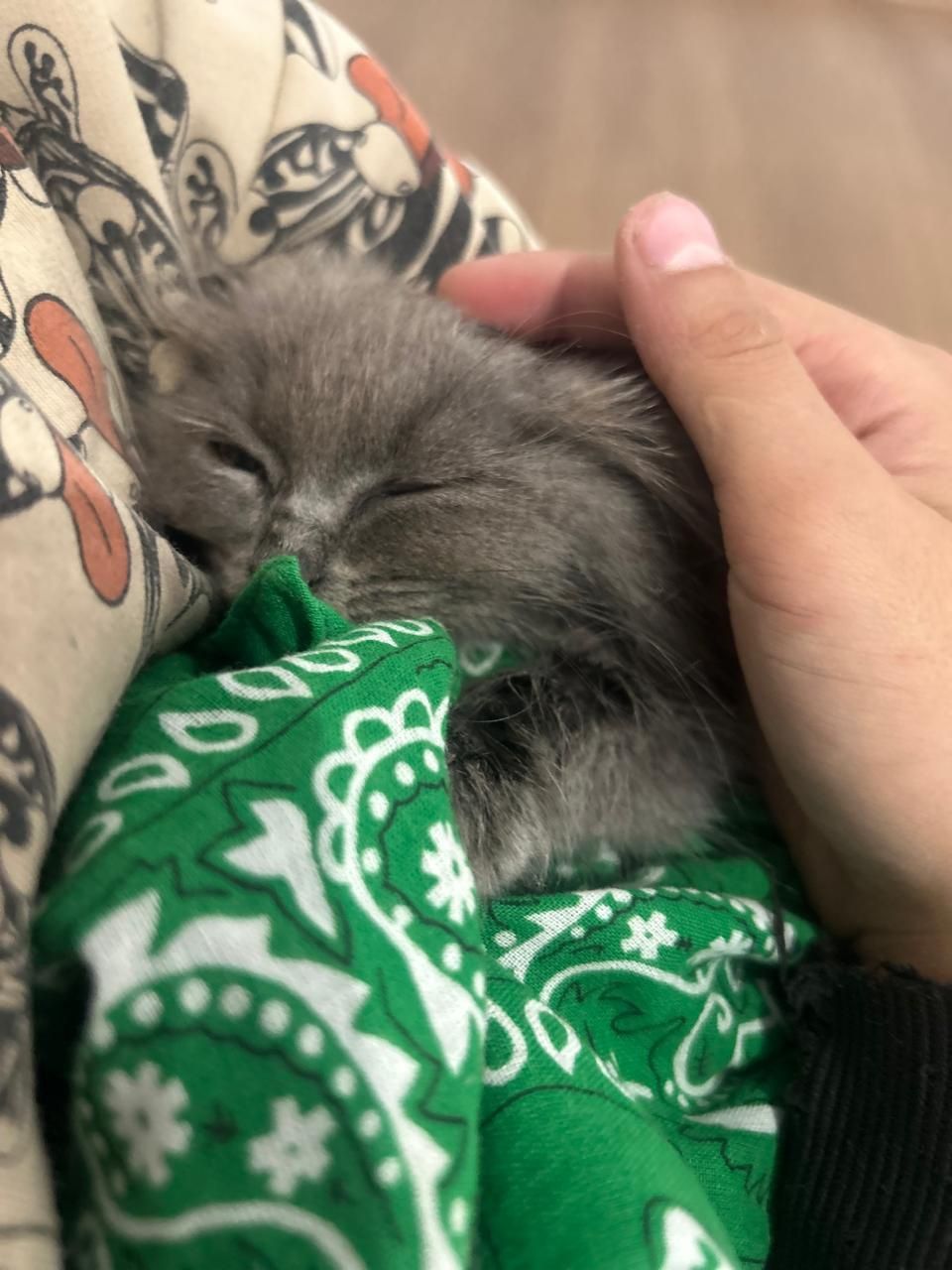Котенок девочка .
