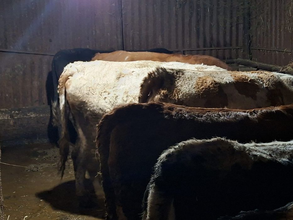 Vaci balțate de vânzare!