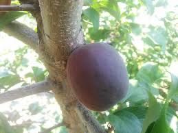 Cais deosebit printul negru