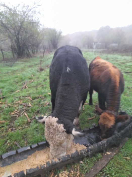 Мъжки телета за клане или разплод