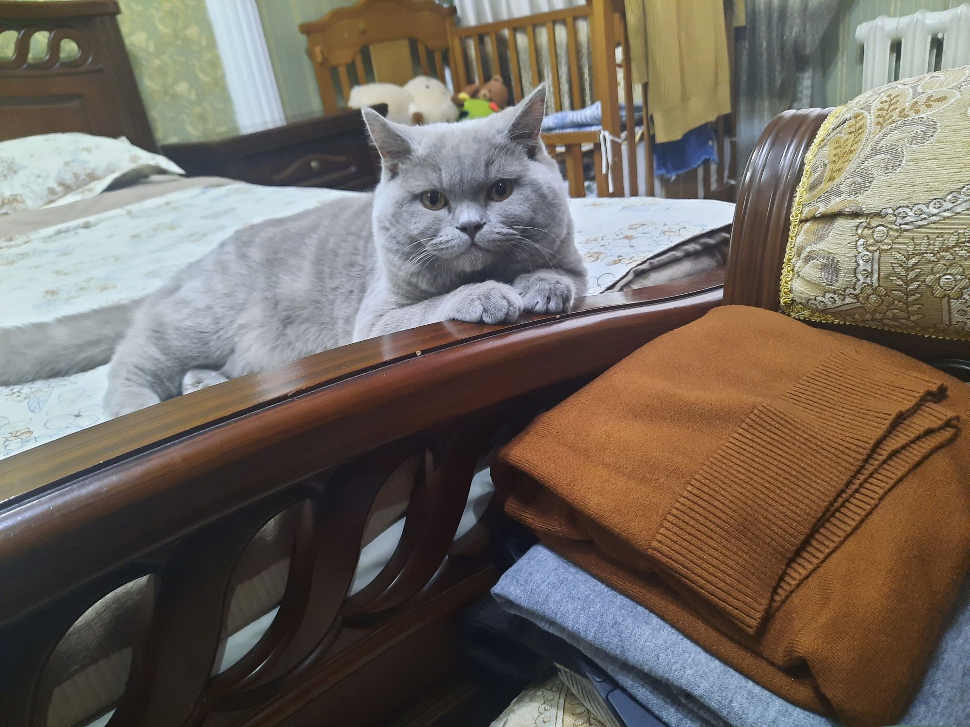 Продаётся кот чистокровный британ окрас лиловый