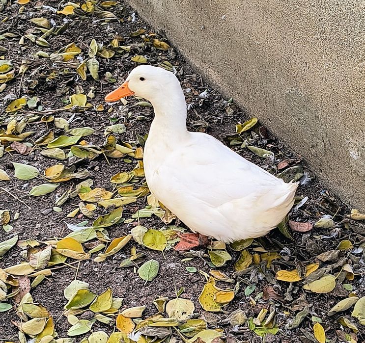 Vând rățoi tineri