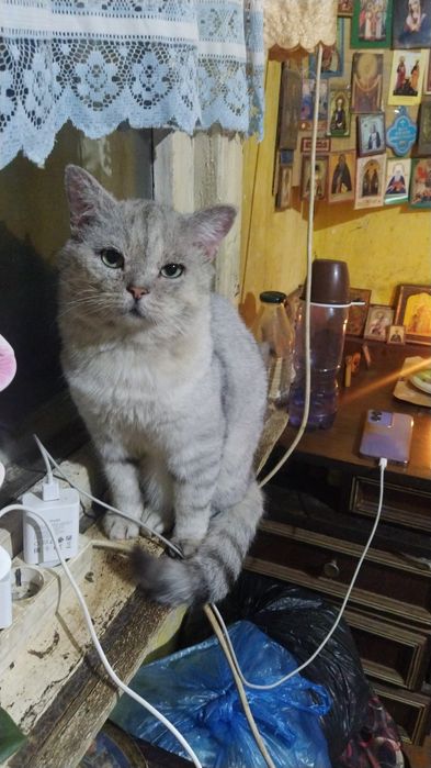 Отдам в хорошие руки породистого котика!