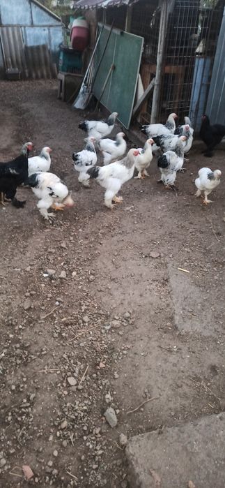Cocoși brahma de vanzare