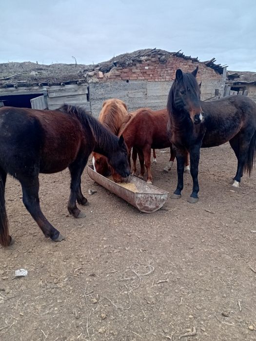 Жылкылар  сыйрлар  сатылады срочно