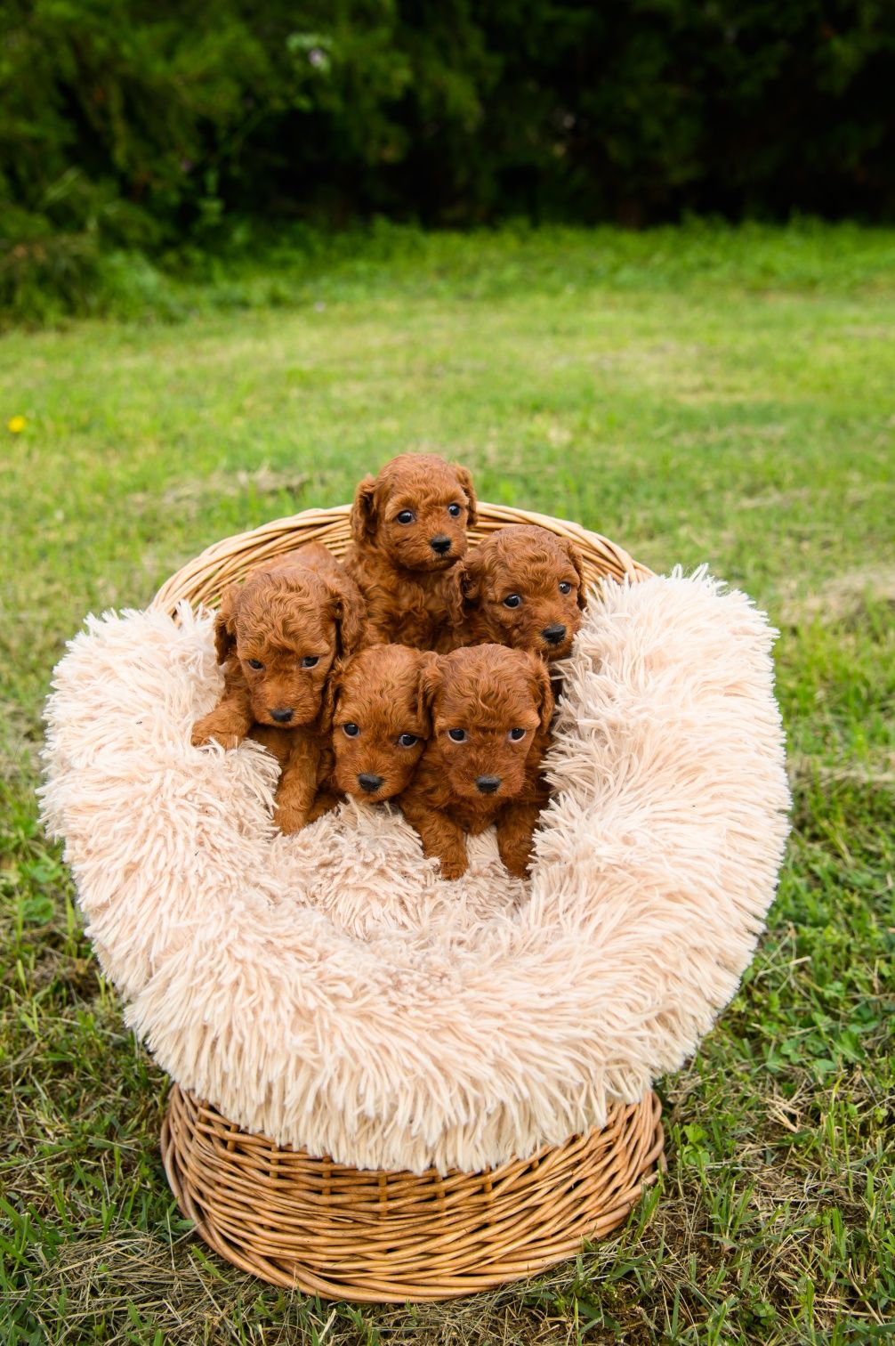 Пудел Той- Poodle Toy