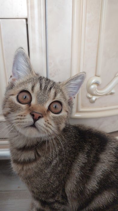 Породистый котенок за 1000