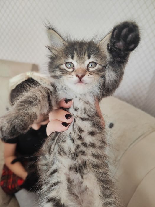 Mushuk bolalari hadiyaga