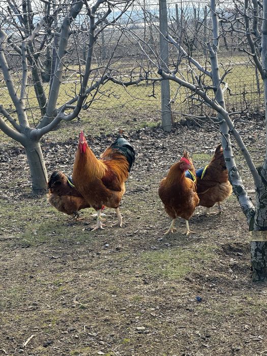 Oua New Hampshire Red pentru incubat