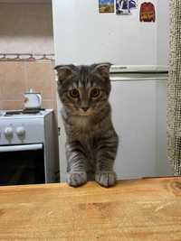 Котика на вязку: наполовину шотландский вислоухий (3 года)