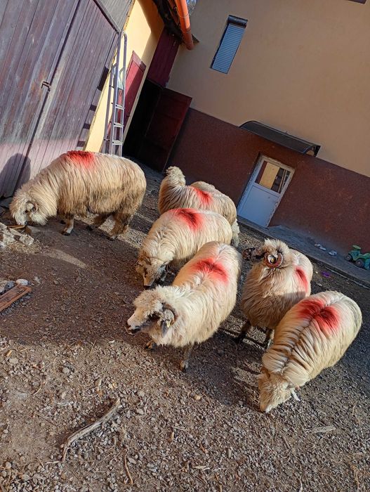 Vand 7 oi bune de tinut