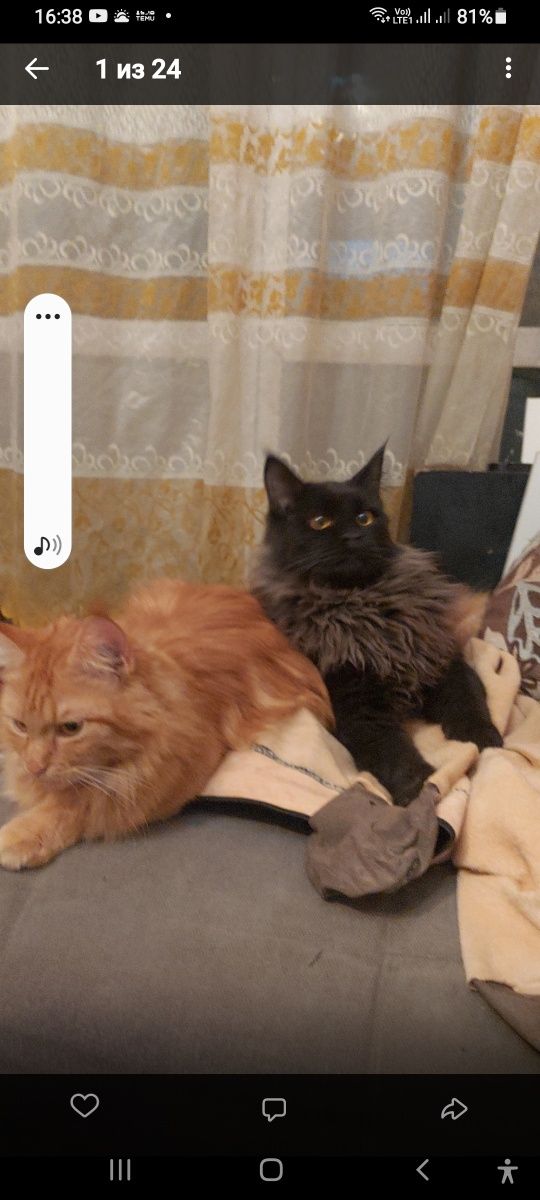 Кот мейнкун чёрный ищет подружку