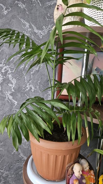 Продам  цветок хамедея