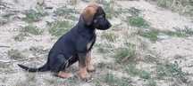 Dau spre adopție cățeluși (mama talie medie, posibil metisa Malinois)