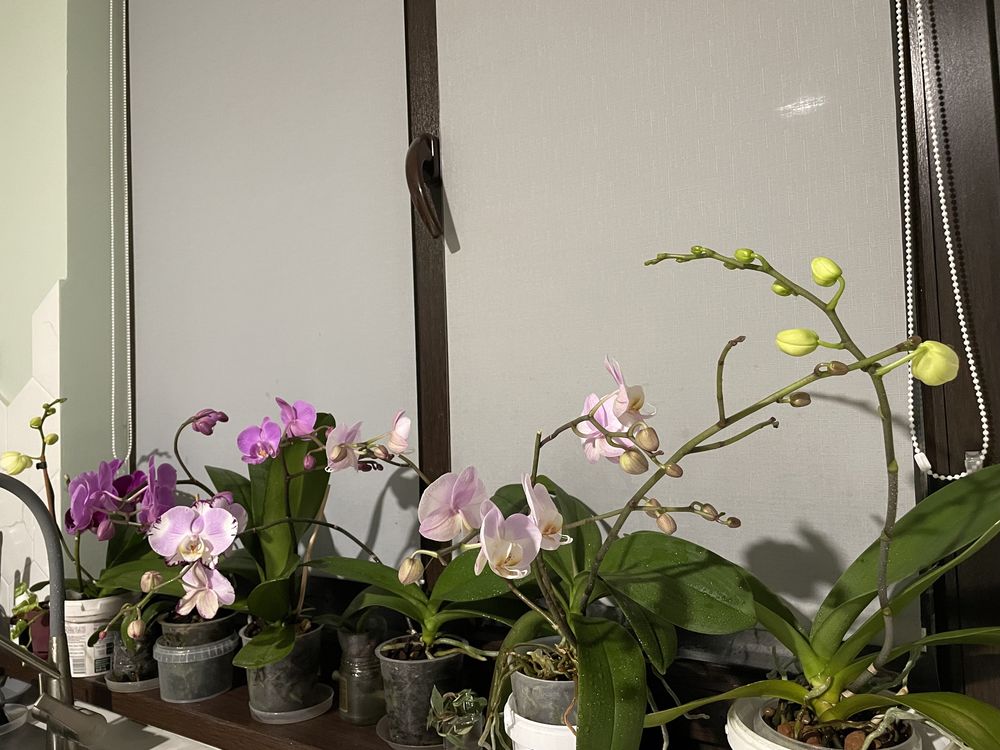 Орхидеи домашнего цветения от 3000 до 5000 тенге