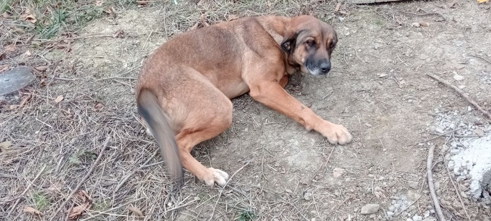 Cățelușă sterilizata,caută stăpân