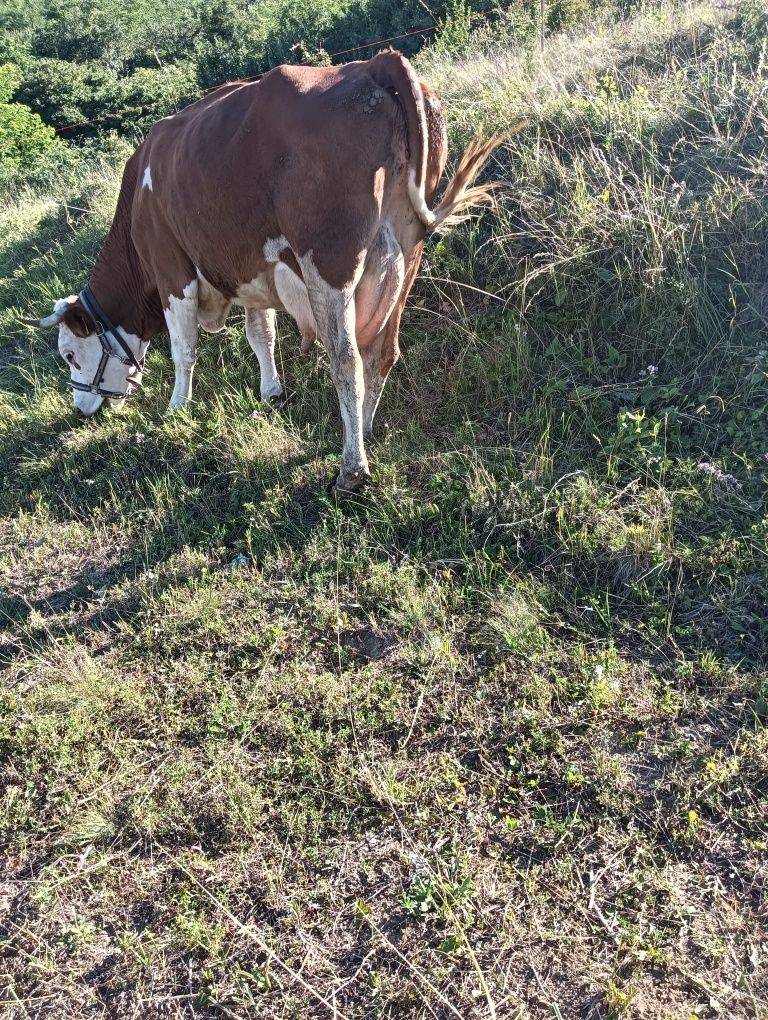 Vând 3 vaci și 2 viței înțărcați.