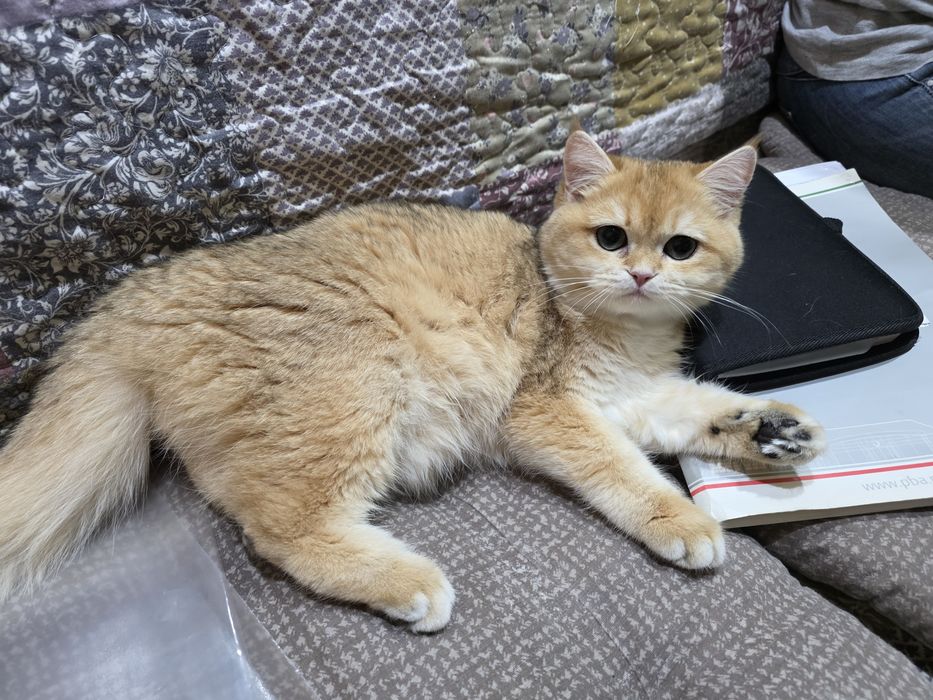 british golden shorthair cu pedigree