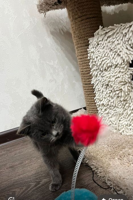 Отдам котят срочно в хорошие руки