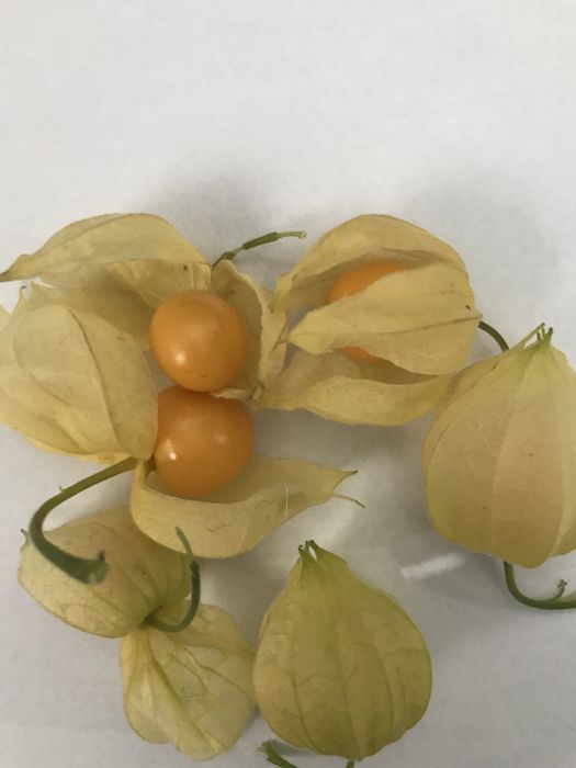 physalis peruviana