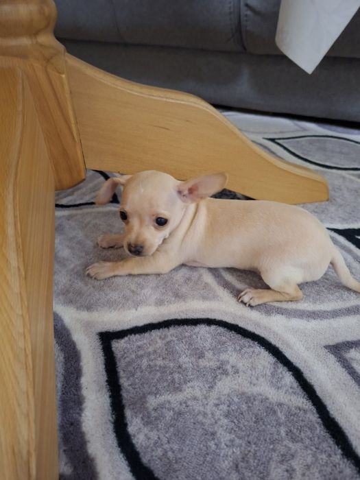 МИНИ Пинчерчета.