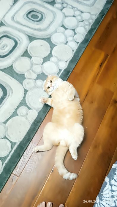 Пропал вислоухий кот Рыжик.