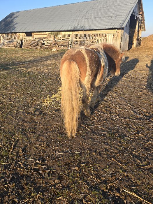 Monta ponei armăsar sau vand