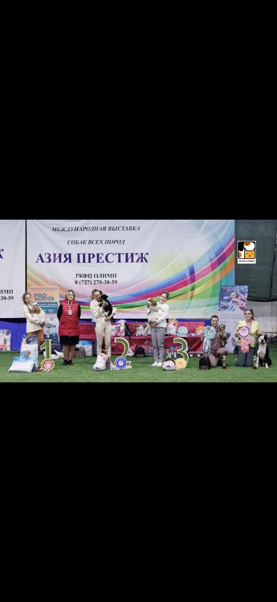 Щенки йоркширского терьера!