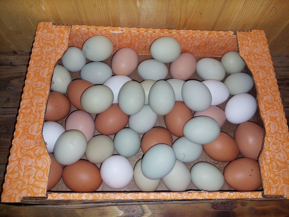 Инкубационное яйцо лакеданзе.