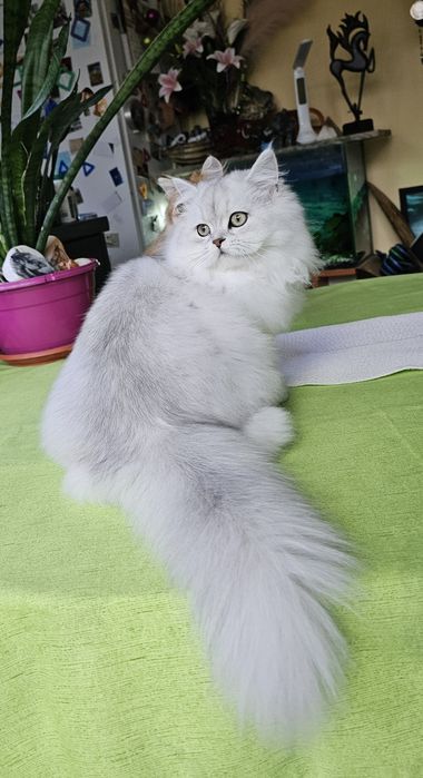 Британски дългокосмести котенца