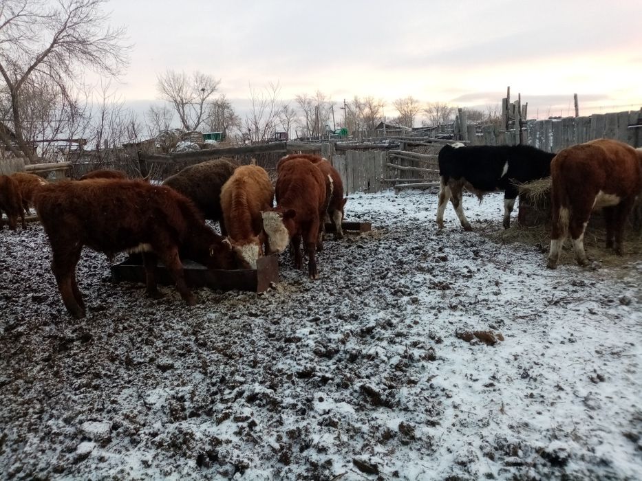 Подсосные бычки 15 голов