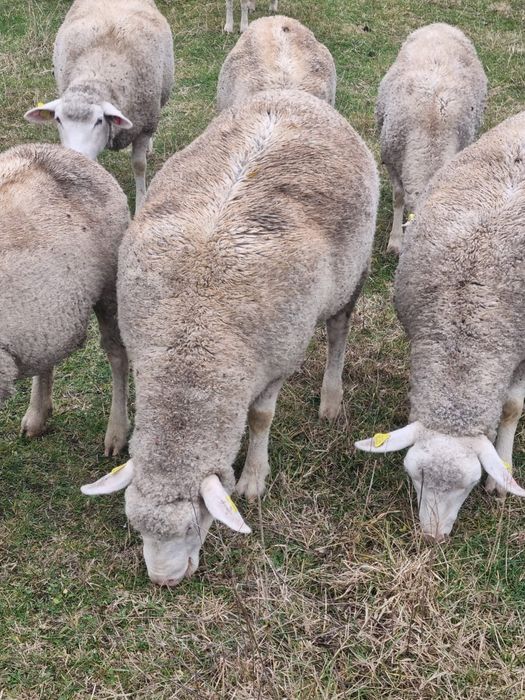Vând oi ile de france