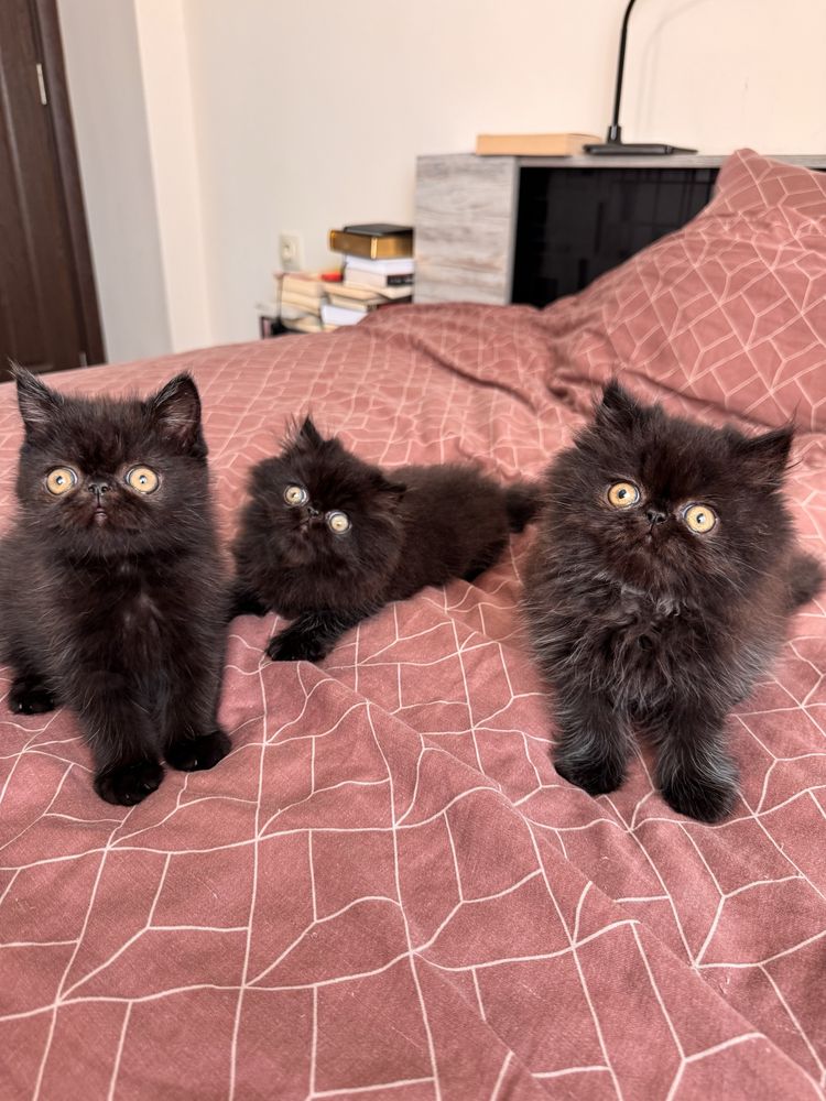 Персийски котенца, котета, котки