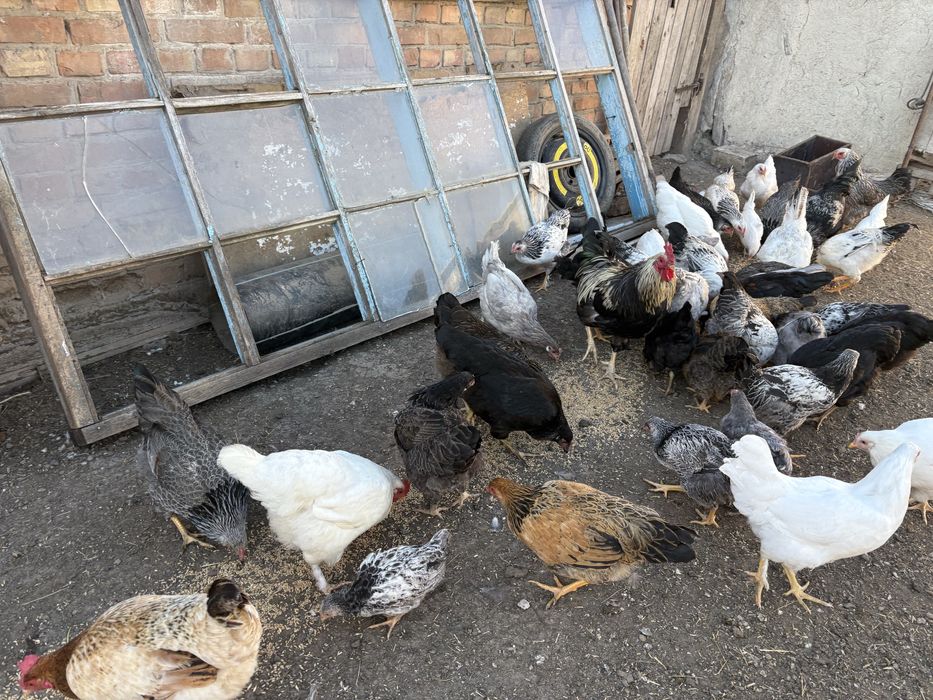 Куры домашние , петушки, цеплята разного возраста, помесь брамо с дом