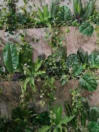 Panou Plante Verzi Decorative Gradina verticala + Ardezie Naturala
