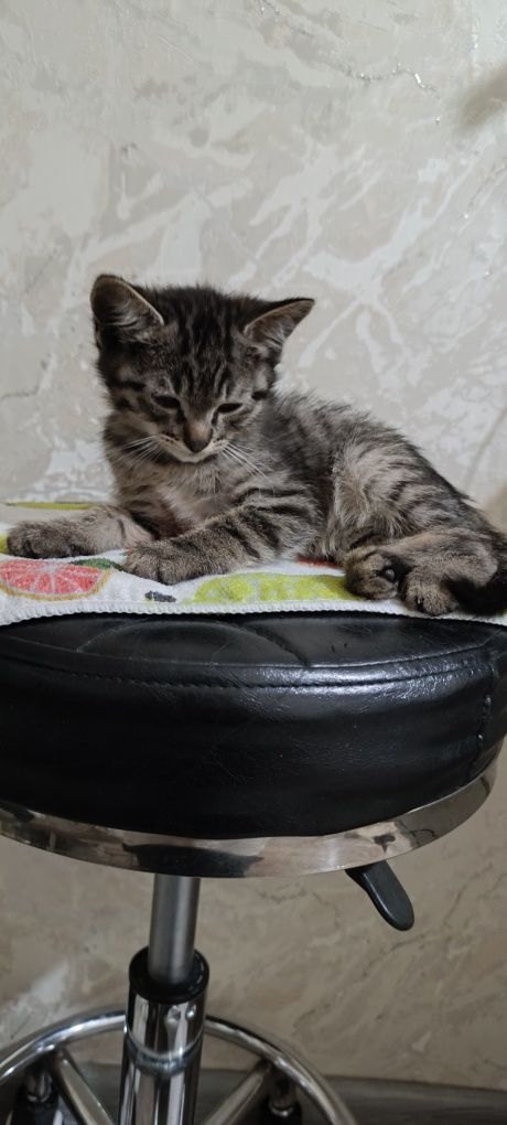 Отдам даром котят