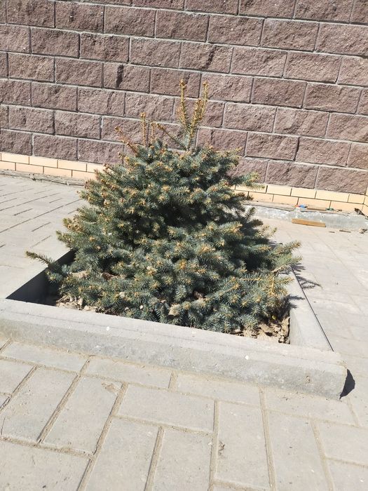 Продам голубая ель 5шт