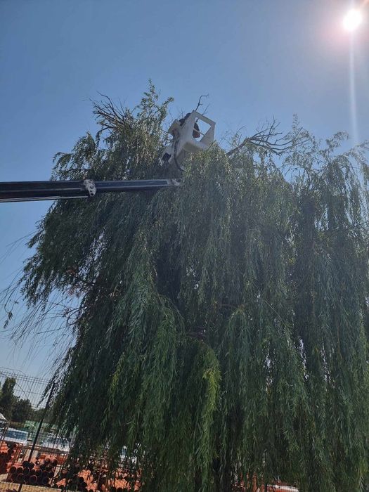 Toaletari copaci cu alpinisti