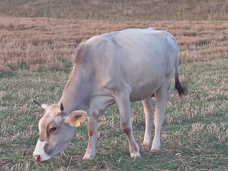 Vând vacă tânără