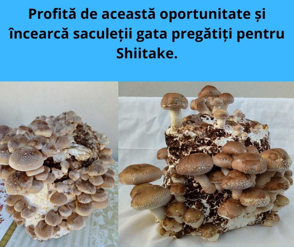 Italspawn Italia - Miceliu de înaltă calitate pentru ciuperci Shiitake